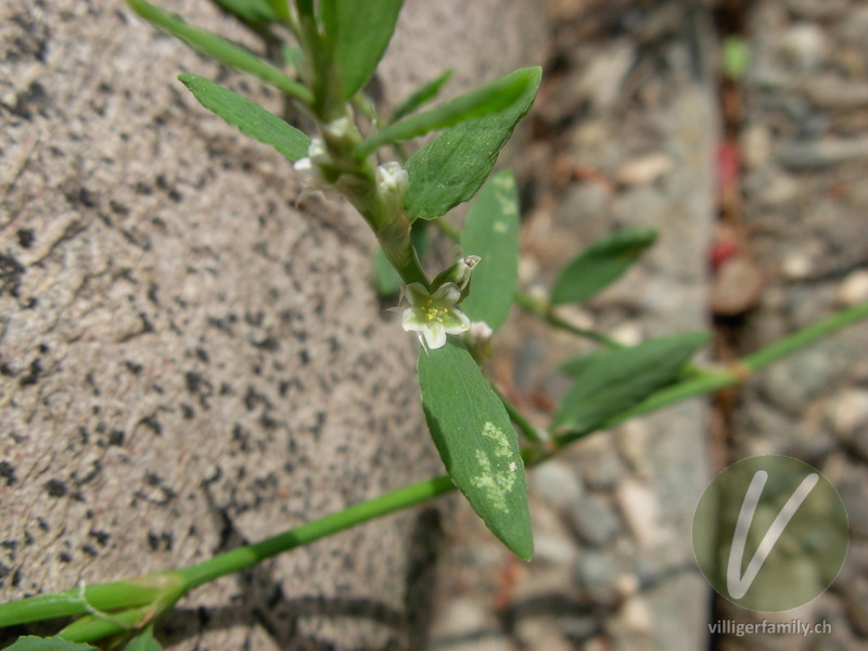 Vogel-Knöterich: Übersicht
